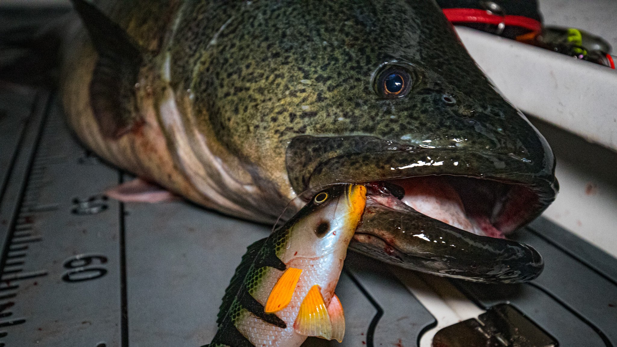 Mikado MFT Perch and Murray Cod