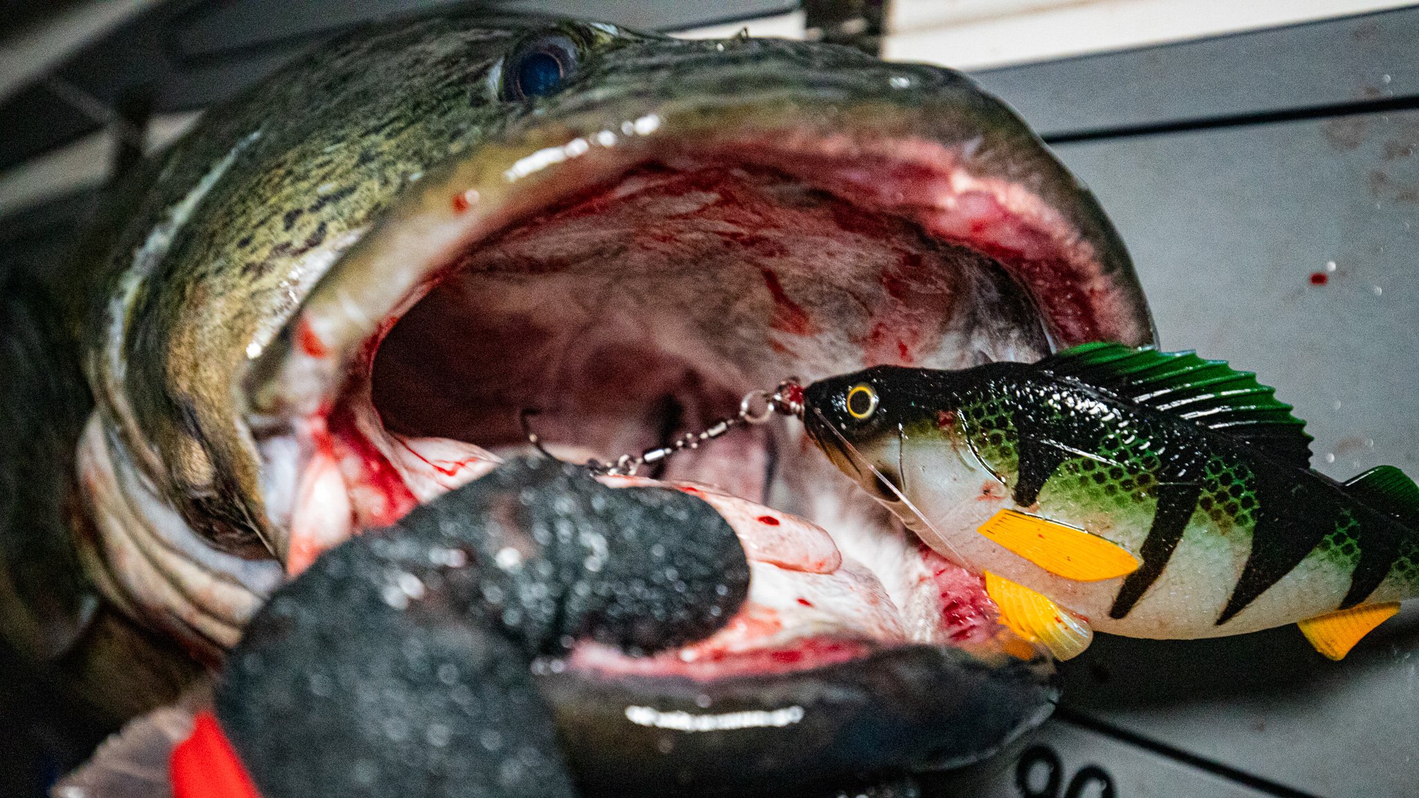 Mikado Fishing Perch Murray Cod Lure