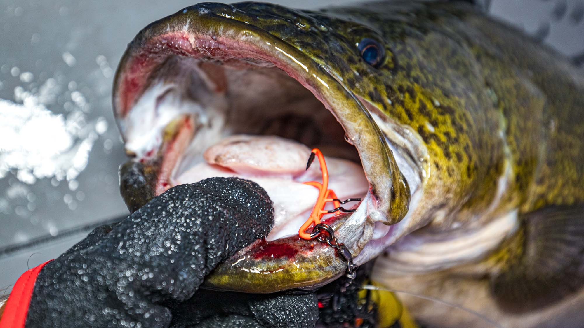 Mikado Vertical Treble hook and Murray Cod