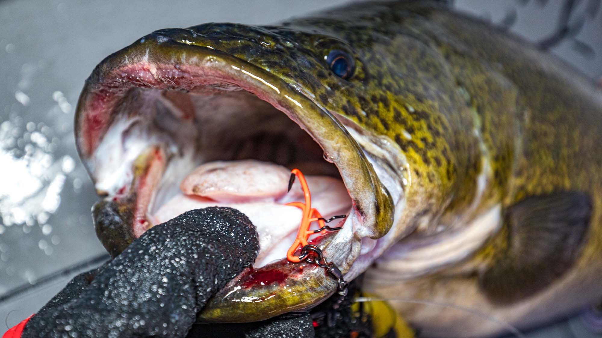 Mikado Vertical Treble hook and Murray Cod