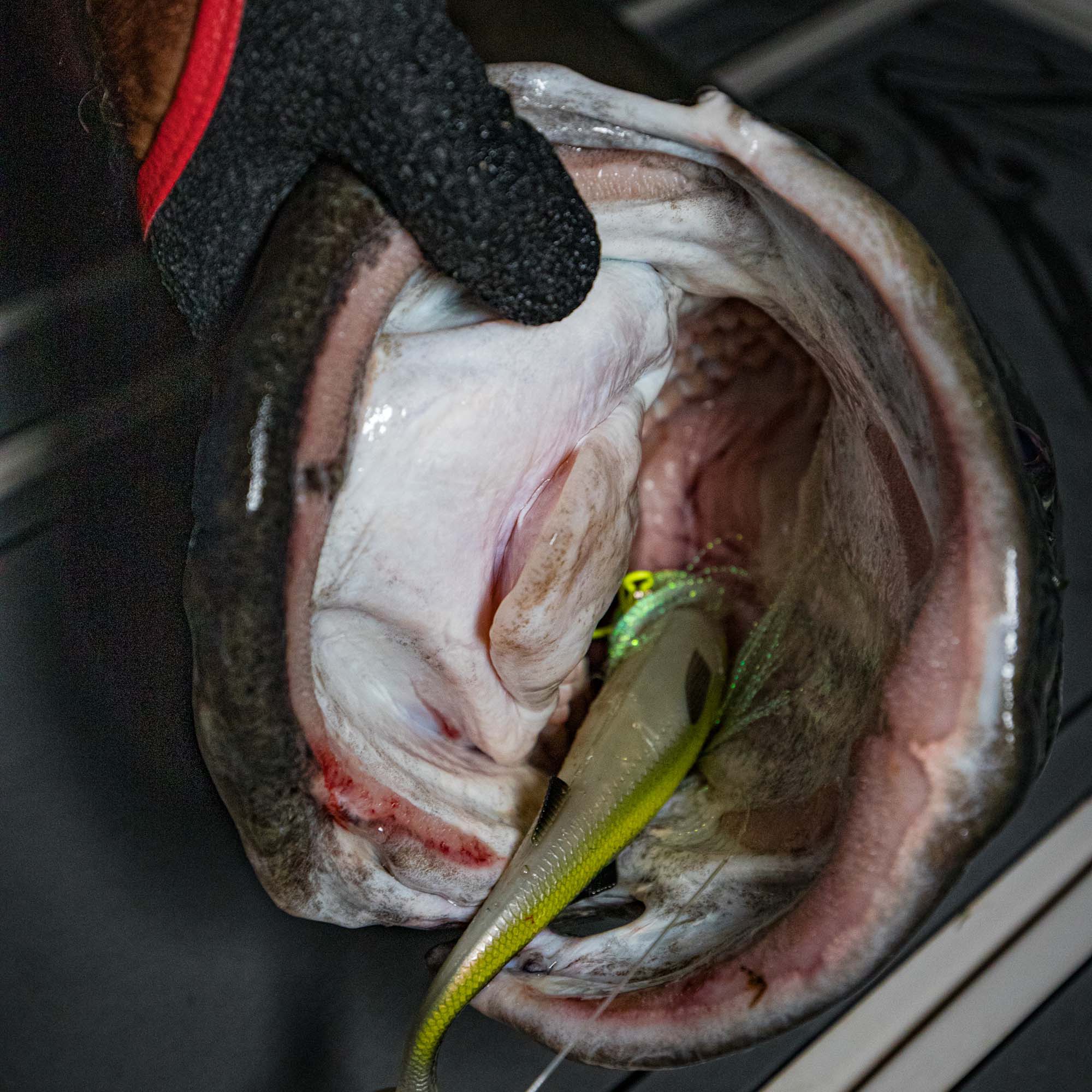 Mikado Fishing Lure and Murray Cod